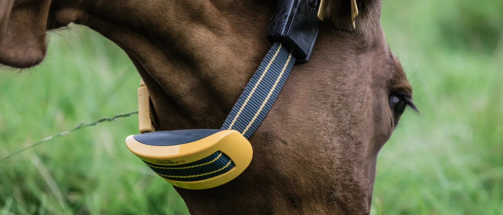pioneiro no monitoramento de vacas