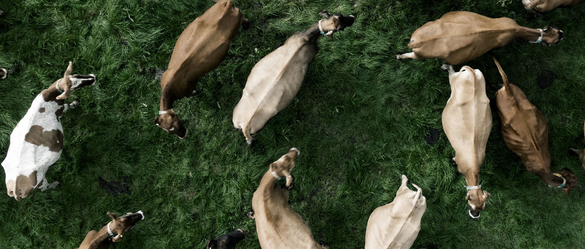 smarter-herd-control_1920